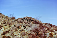 Common Chuckwalla Habitat