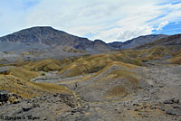 Common Chuckwalla Habitat