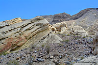 Common Chuckwalla Habitat