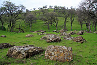 Coast Range Fence Lizard Habitat