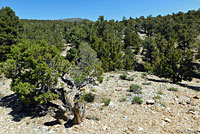 Northern Sagebrush Lizard Habitat