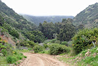 Island Fence Lizard Habitat