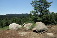 Western Sagebrush Lizard Habitat