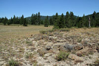 Western Sagebrush Lizard Habitat