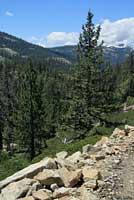 Western Sagebrush Lizard Habitat