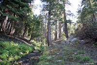 Western Sagebrush Lizard Habitat