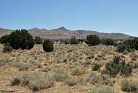 Northern Sagebrush Lizard Habitat