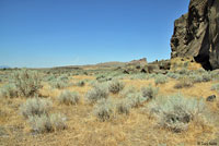 Northern Sagebrush Lizard Habitat