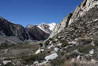 Great Basin Fence Lizard Habitat