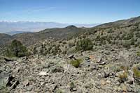 Northern Sagebrush Lizard Habitat