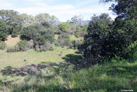 San Francisco Alligator Lizard Habitat