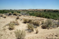 desert spiny lizard habitat