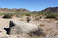 desert spiny lizard habitat