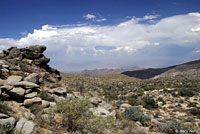 desert spiny lizard habitat