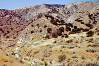 yellow-backed spiny lizard habitat