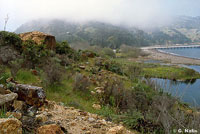 Santa Cruz Island Gopher Snake Habitat