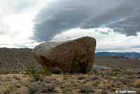 Chuckwalla Pictograph