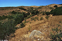 Skilton's Skink Habitat