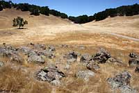 Coast Range Fence Lizard Habitat