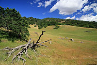 Coast Range Fence Lizard Habitat