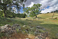 Coast Range Fence Lizard Habitat