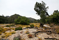 Pacific Gopher Snake Habitat