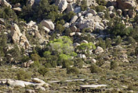 Great Basin Fence Lizard Habitat