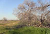 San Joaquin Fence Lizard Habitat