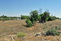 San Joaquin Fence Lizard Habitat