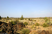 Northwestern Fence Lizard Habitat