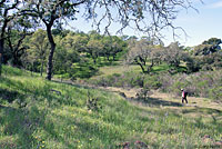 Coast Range Fence Lizard Habitat