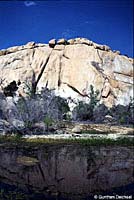 Great Basin Fence Lizard Habitat