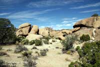 Great Basin Fence Lizard Habitat