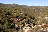 Great Basin Fence Lizard Habitat