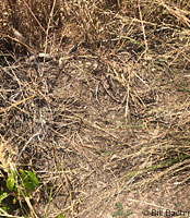 Great Basin Fence Lizard Habitat