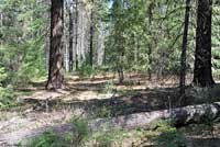 Northwestern Fence Lizard Habitat