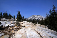 Sierra Fence Lizard Habitat