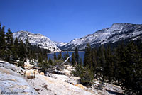 Sierra Fence Lizard Habitat