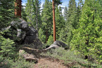 Sierra Fence Lizard Habitat