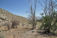 yellow-backed spiny lizard habitat