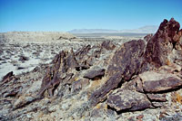  Peninsular Leaf-toed Gecko Habitat