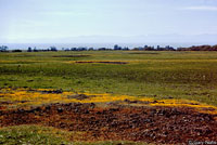 Coast Horned Lizard Habitat