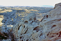 Sandstone Night Lizard Habitat