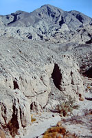 Sandstone Night Lizard Habitat