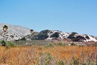 Coachella Valley Fringe-toed Lizard Habitat