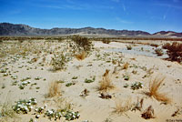 Northern Desert Iguana Habitat