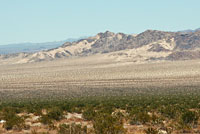 Mohave Fringe-toed Lizard Habitat