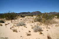 Mohave Fringe-toed Lizard Habitat