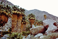 Baja California Brush Lizard Habitat