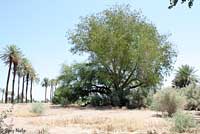 Colorado River Tree Lizard Habitat